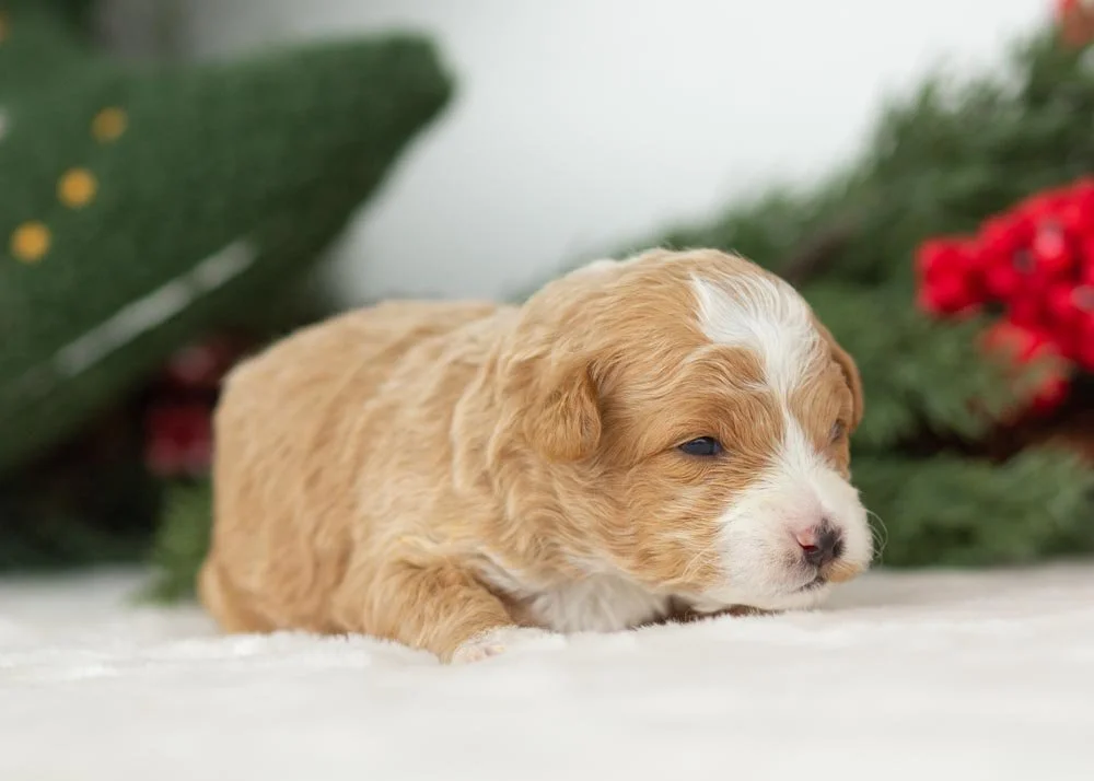 Yeti goldendoodle for sale(2).jpg