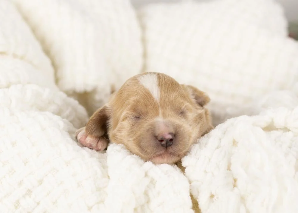 Elphaba goldendoodle for sale(1).jpg