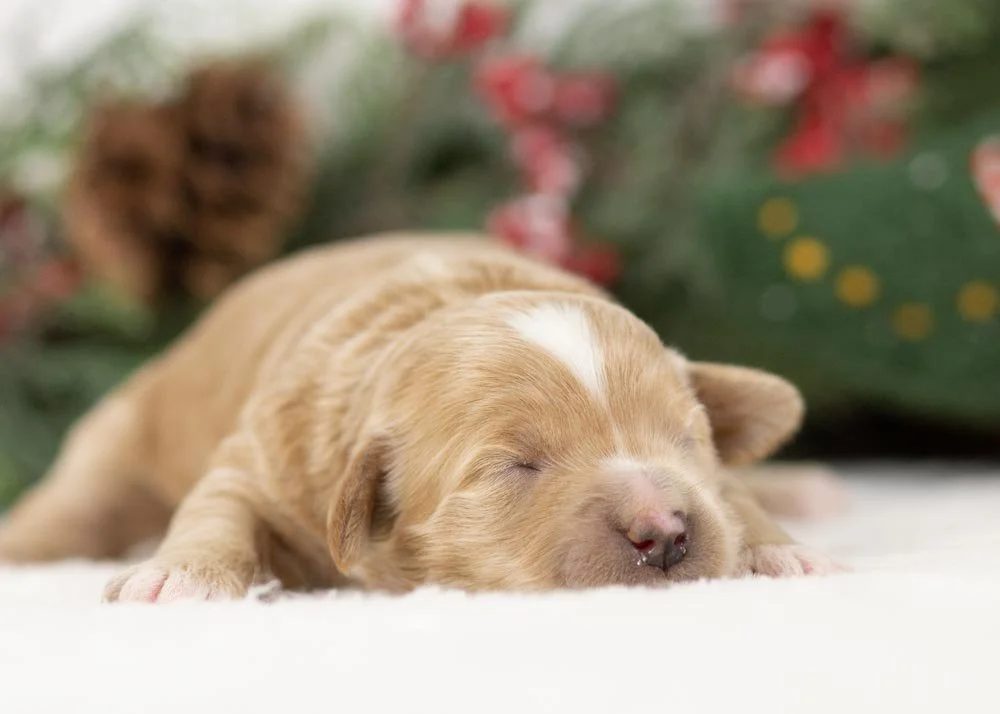 Elphaba goldendoodle for sale(2).jpg