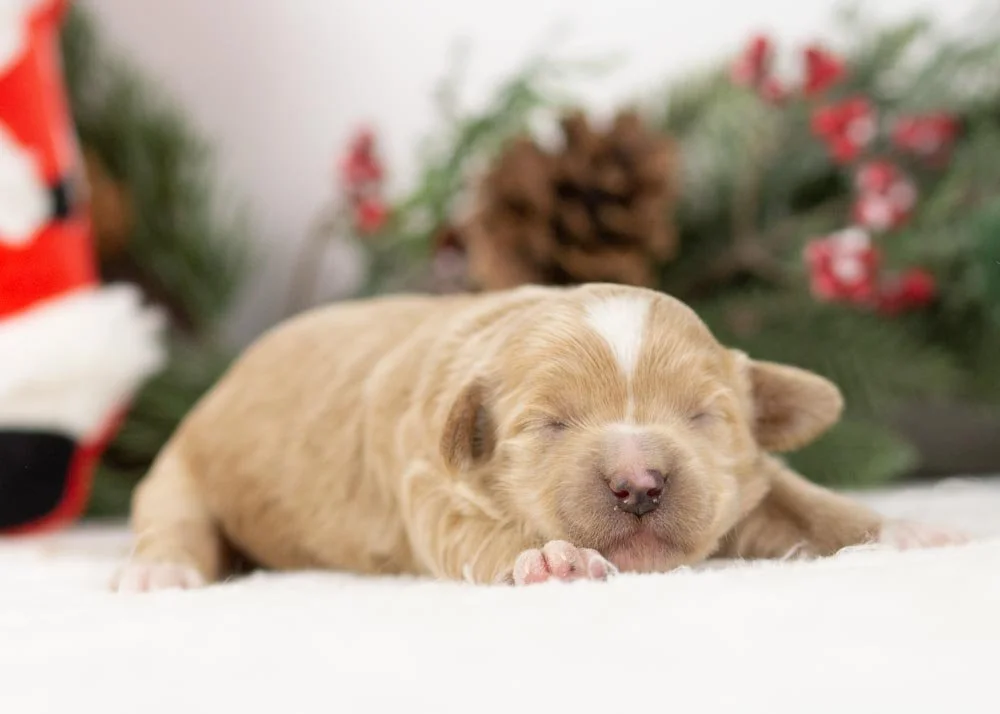 Elphaba goldendoodle for sale.jpg