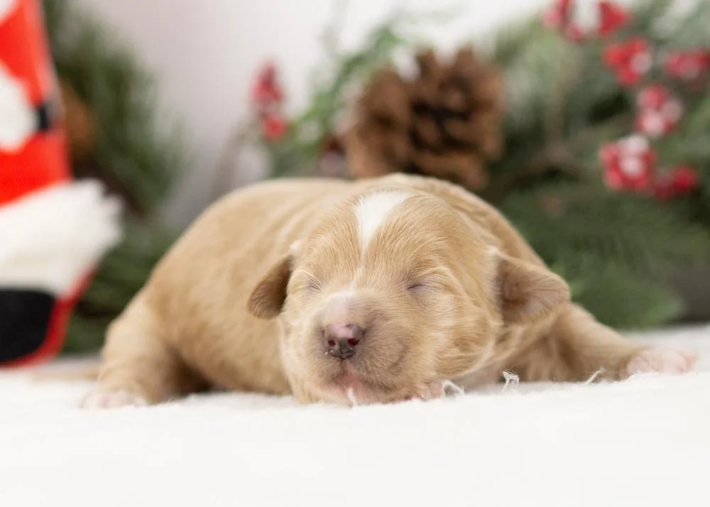 Elphaba goldendoodle for sale(3).jpg