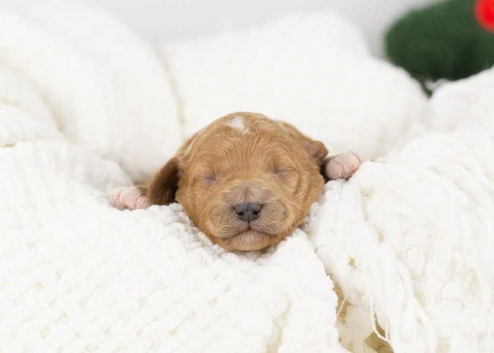 Glinda goldendoodle for sale.jpg