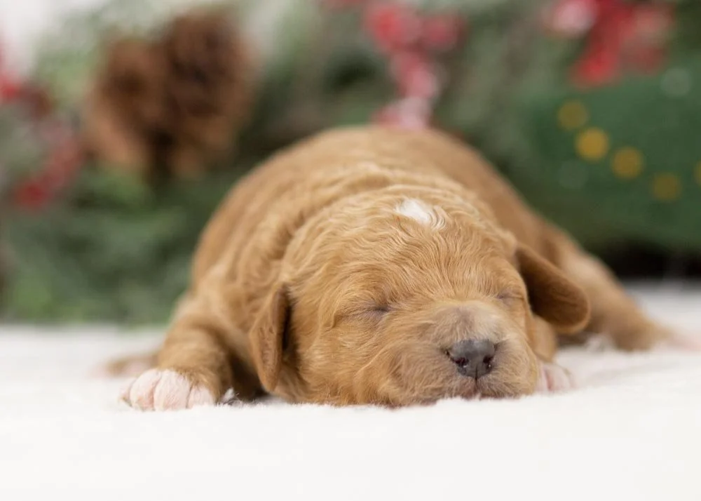 Glinda goldendoodle for sale(1).jpg