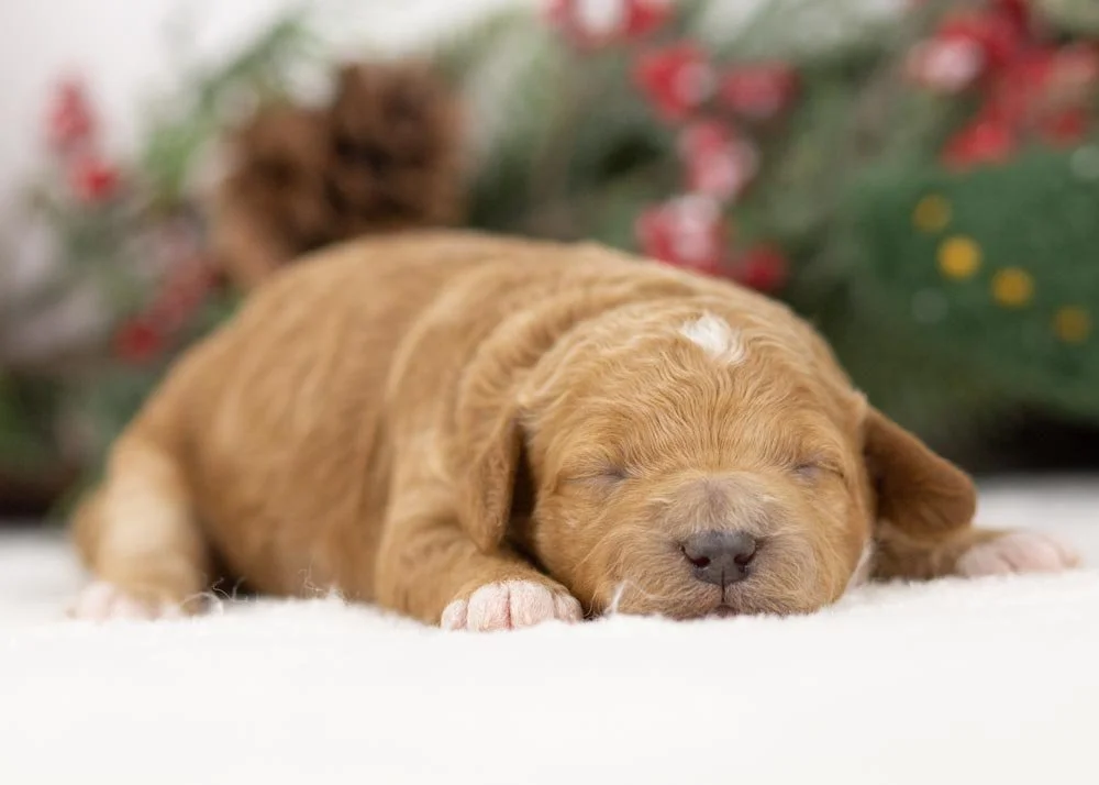 Glinda goldendoodle for sale(2).jpg