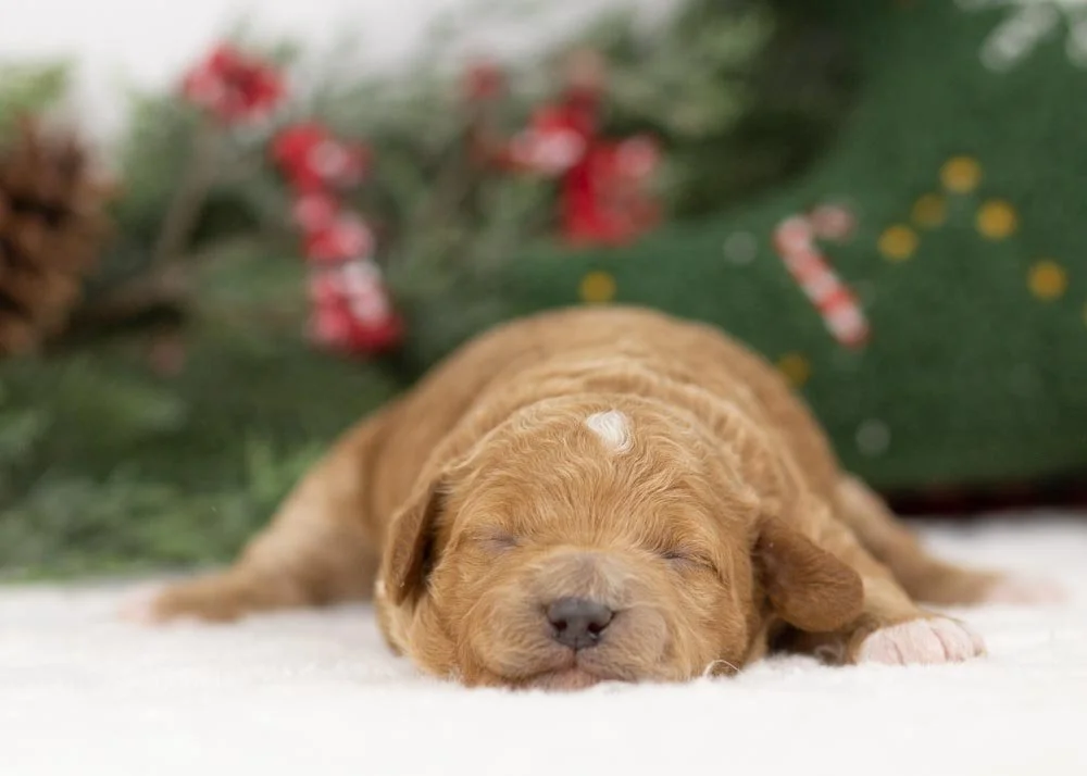 Glinda goldendoodle for sale(3).jpg