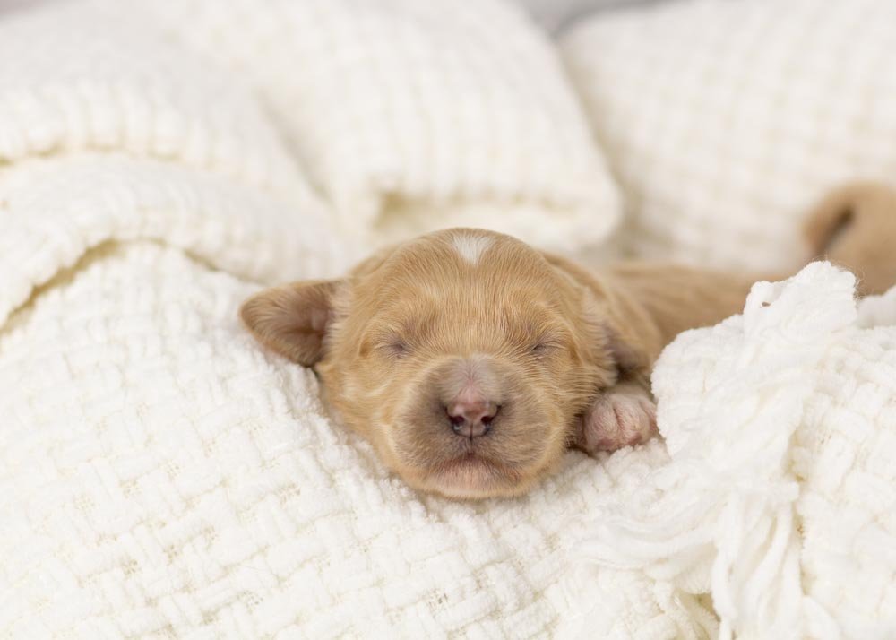 Nessa goldendoodle for sale.jpg