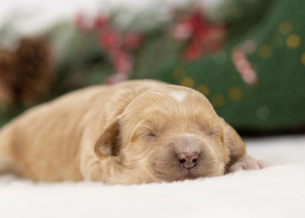 Nessa goldendoodle for sale(2).jpg
