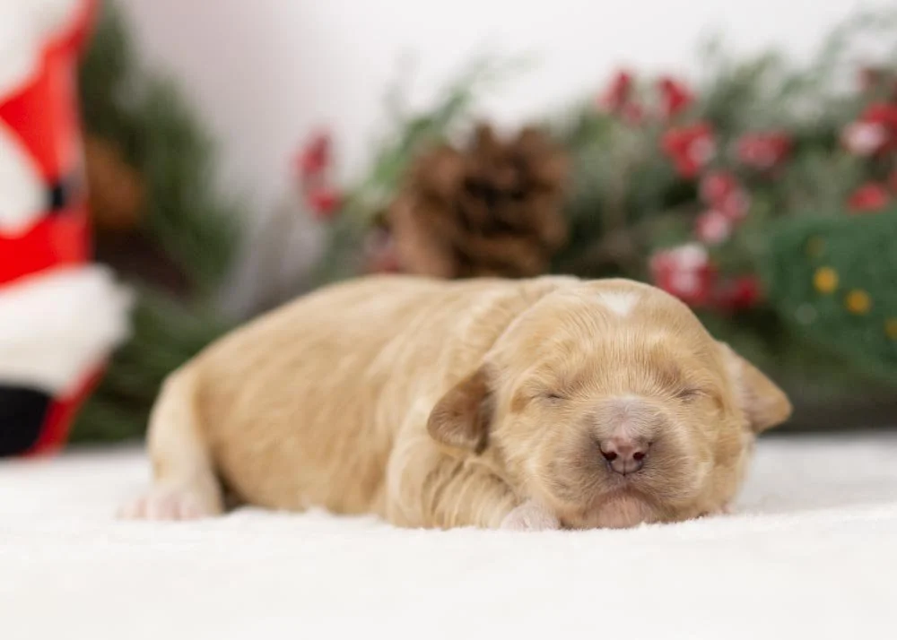 Nessa goldendoodle for sale(3).jpg