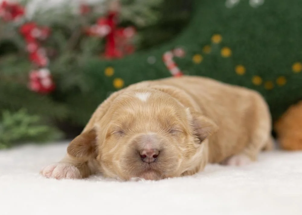 Nessa goldendoodle for sale(4).jpg