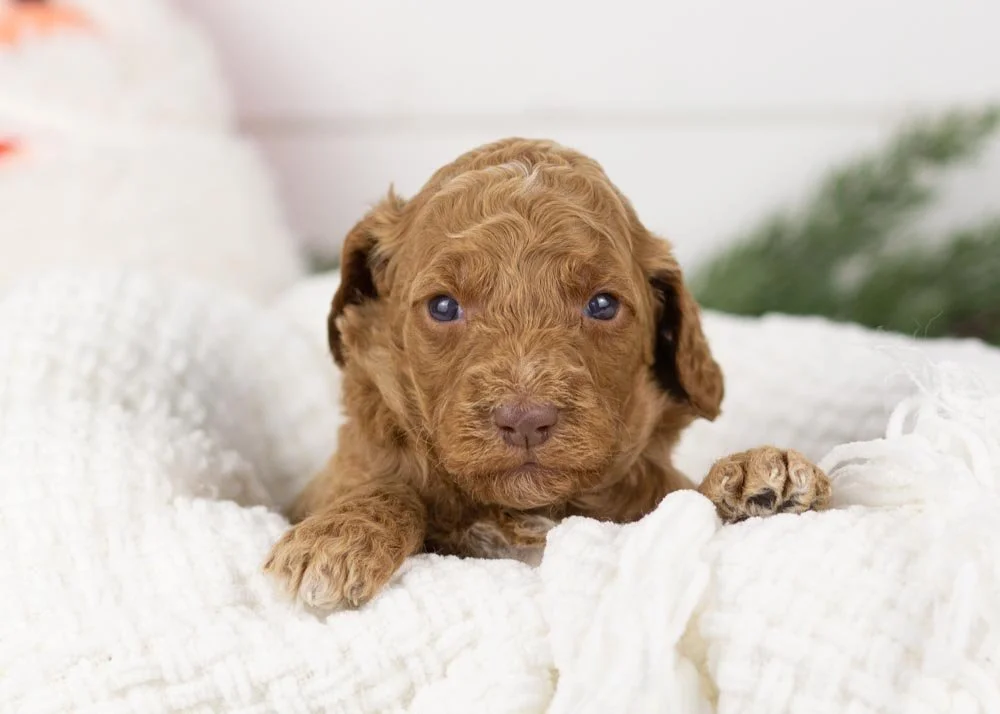 Laker goldendoodle for sale.jpg