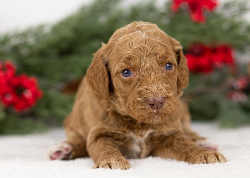 Laker goldendoodle for sale(1).jpg