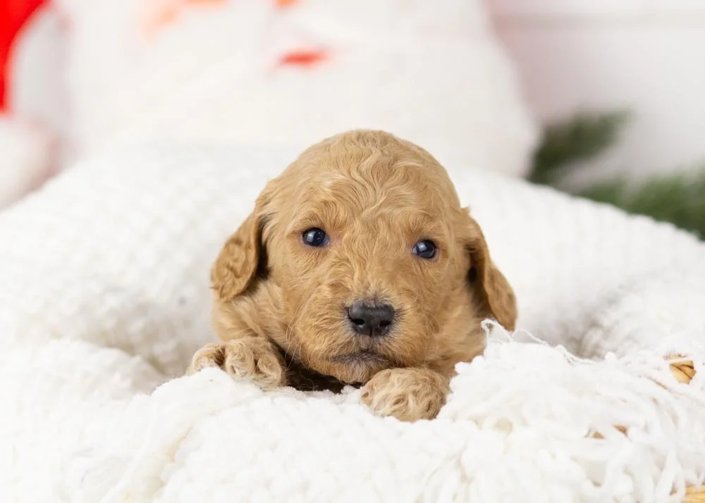 Buck goldendoodle for sale.jpg