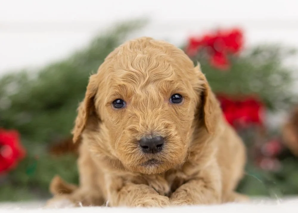 Buck goldendoodle for sale(1).jpg