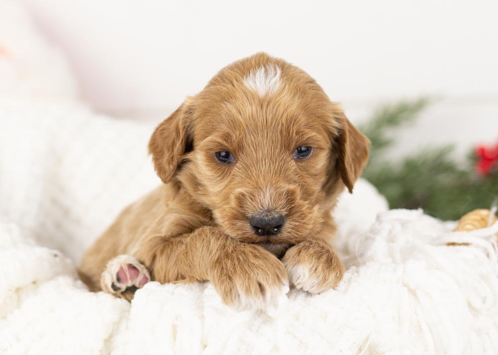 Celtic goldendoodle for sale.jpg
