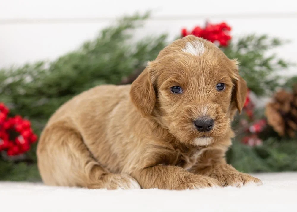 Celtic goldendoodle for sale(2).jpg