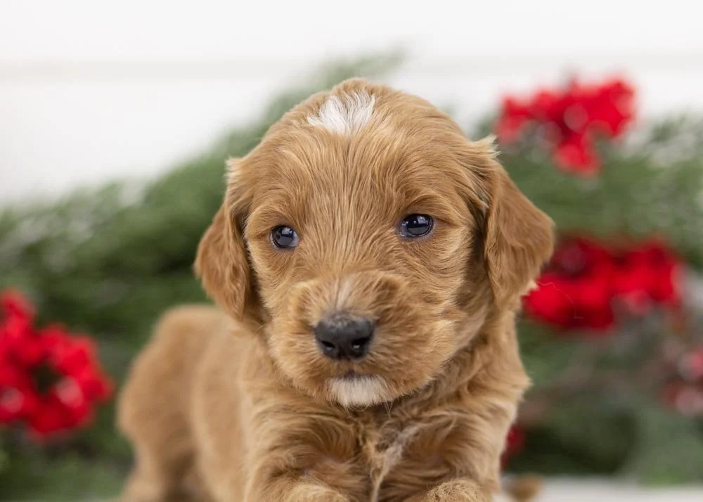 Celtic goldendoodle for sale(1).jpg