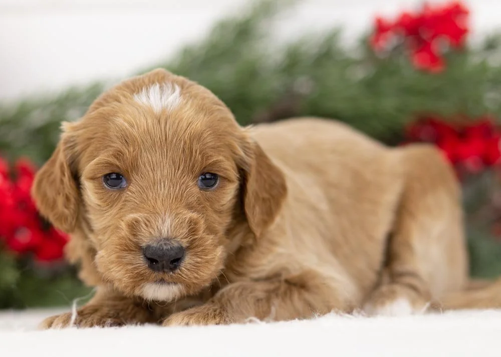 Celtic goldendoodle for sale(3).jpg