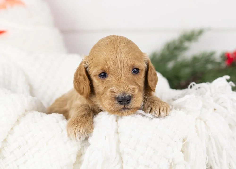 Pacer goldendoodle for sale.jpg
