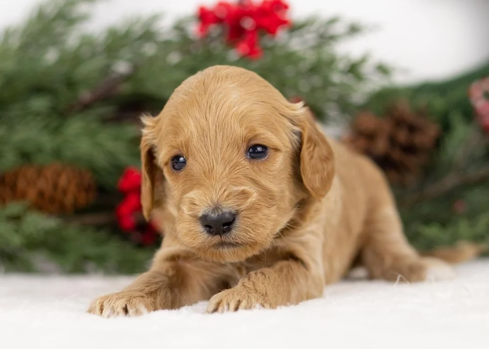 Pacer goldendoodle for sale(3).jpg