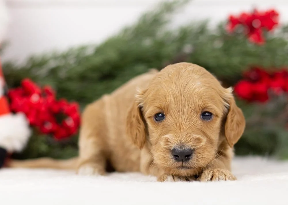 Pacer goldendoodle for sale(2).jpg