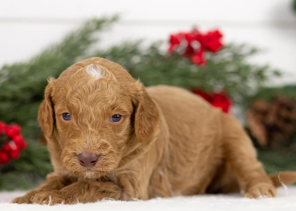 Spur goldendoodle for sale(1).jpg
