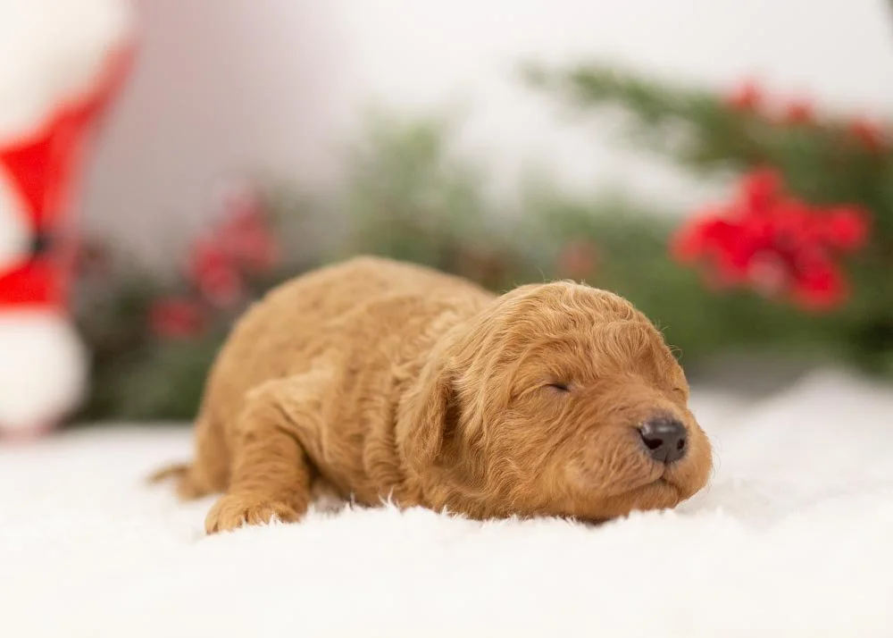 Bingo goldendoodle for sale(2).jpg