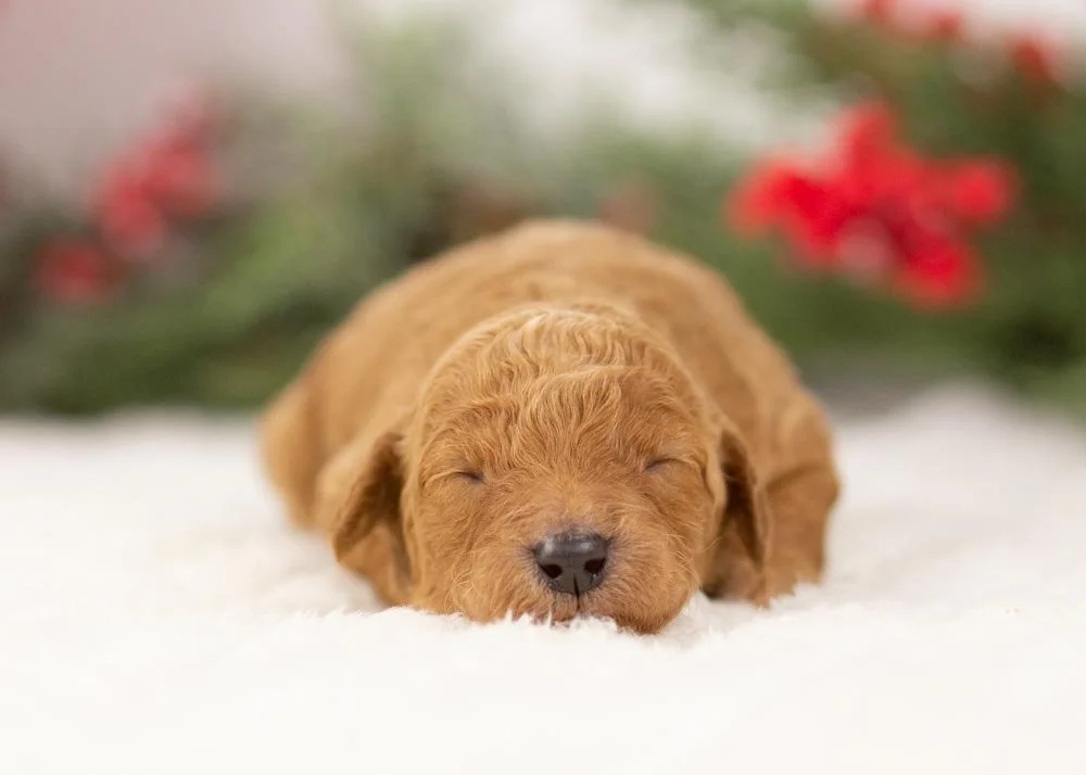 Bingo goldendoodle for sale(3).jpg
