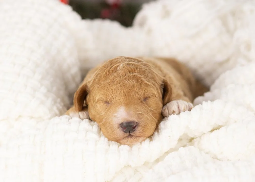 Chilli goldendoodle for sale.jpg