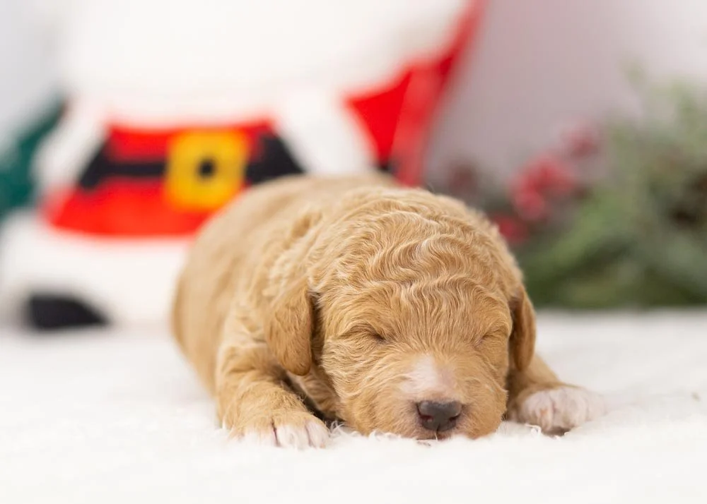 Chilli goldendoodle for sale(2).jpg