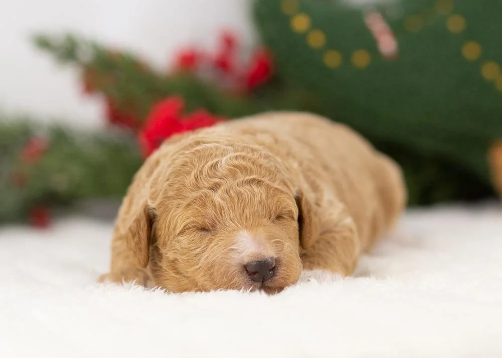 Chilli goldendoodle for sale(3).jpg