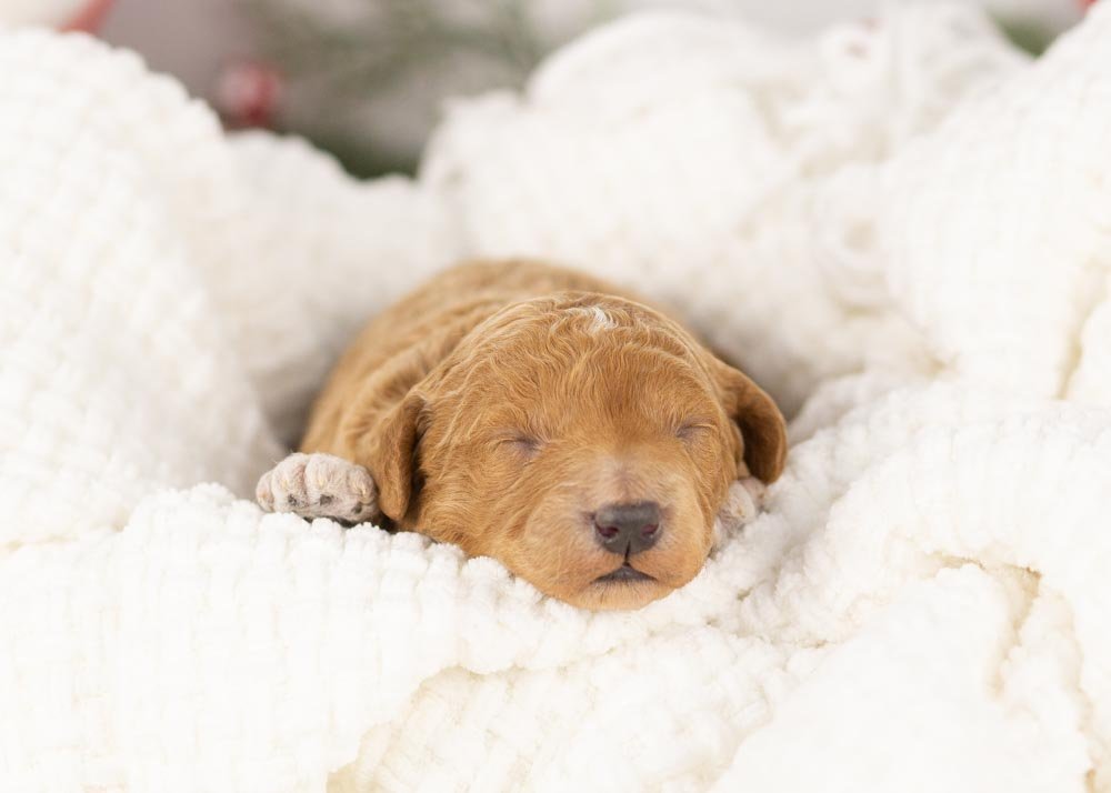 Bandit goldendoodle for sale.jpg