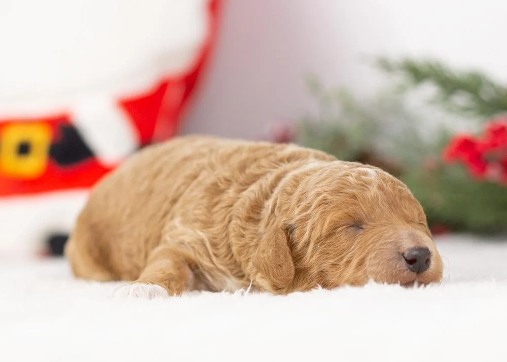 Bandit goldendoodle for sale(1).jpg