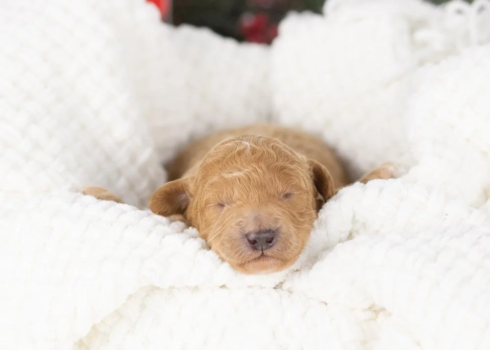 Mort goldendoodle for sale.jpg