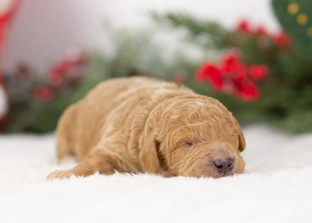 Mort goldendoodle for sale(1).jpg