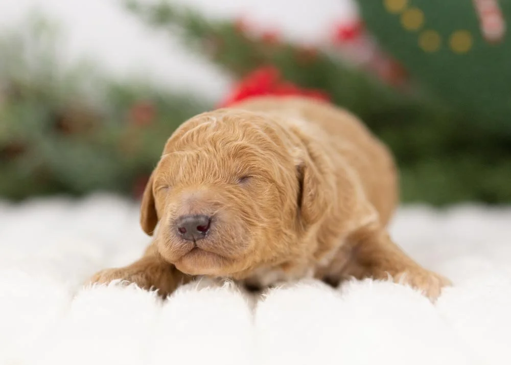 Mort goldendoodle for sale(2).jpg