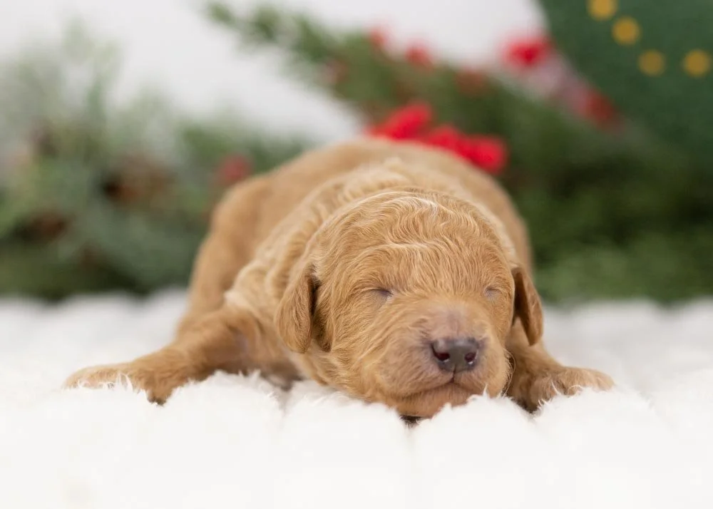 Mort goldendoodle for sale(3).jpg