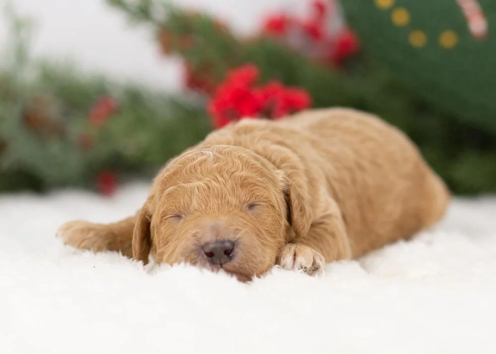 Mort goldendoodle for sale(4).jpg