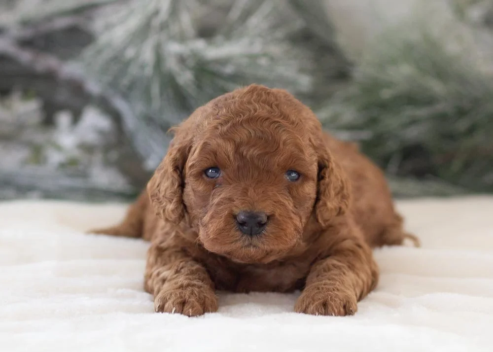 Abby goldendoodle for sale.jpg