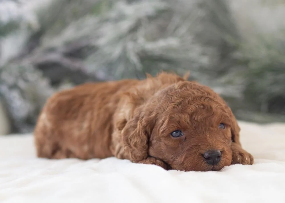 Abby goldendoodle for sale(2).jpg
