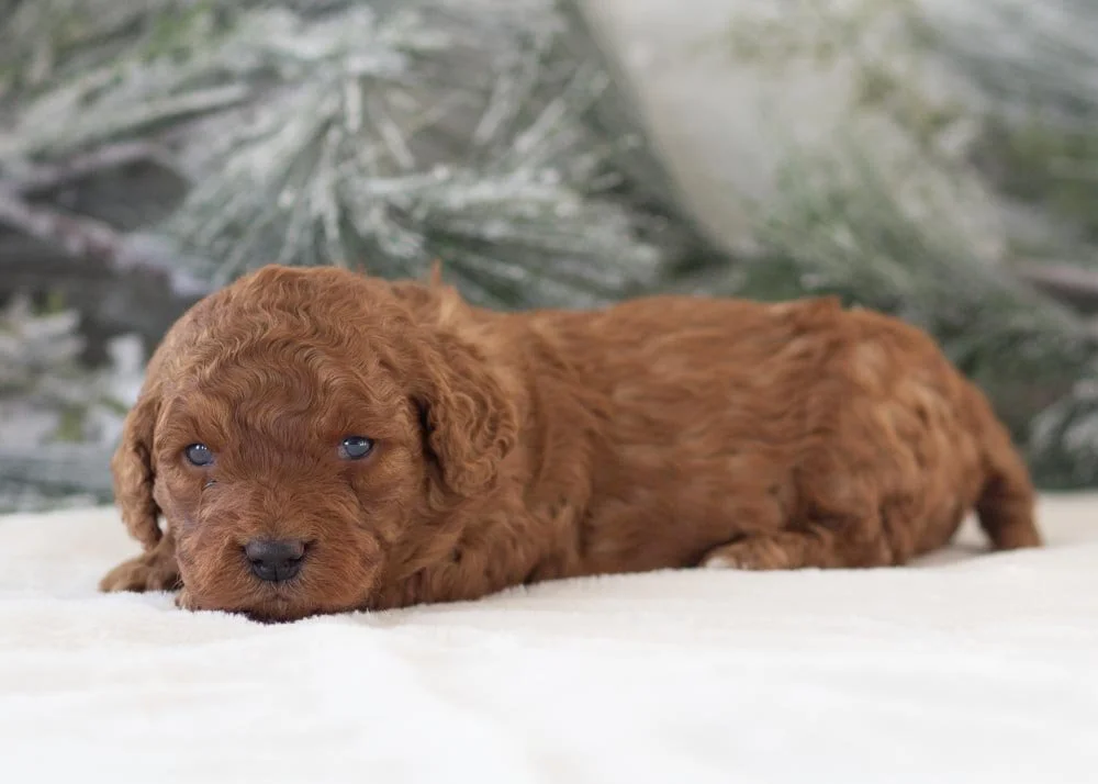 Abby goldendoodle for sale(3).jpg