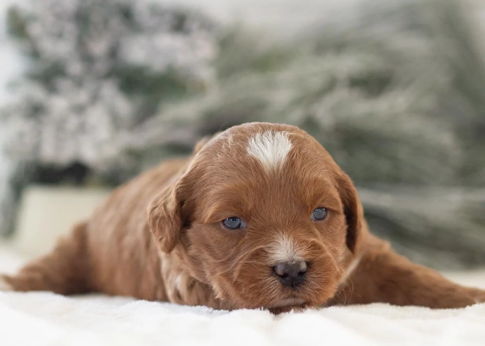 Anna goldendoodle for sale(1).jpg
