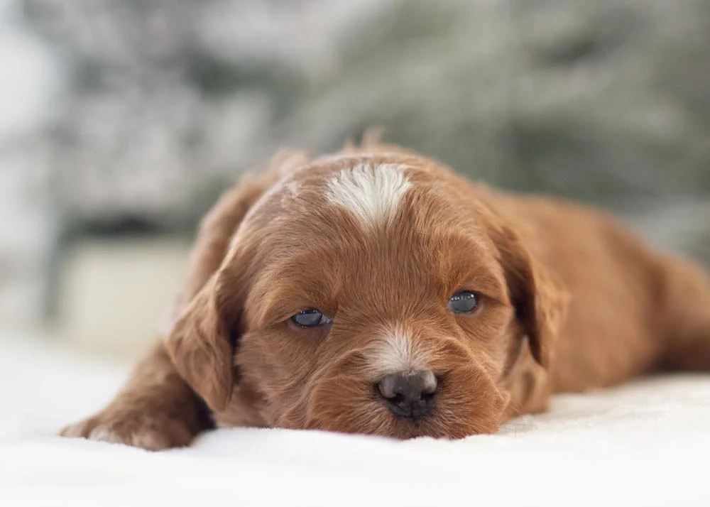 Anna goldendoodle for sale(2).jpg