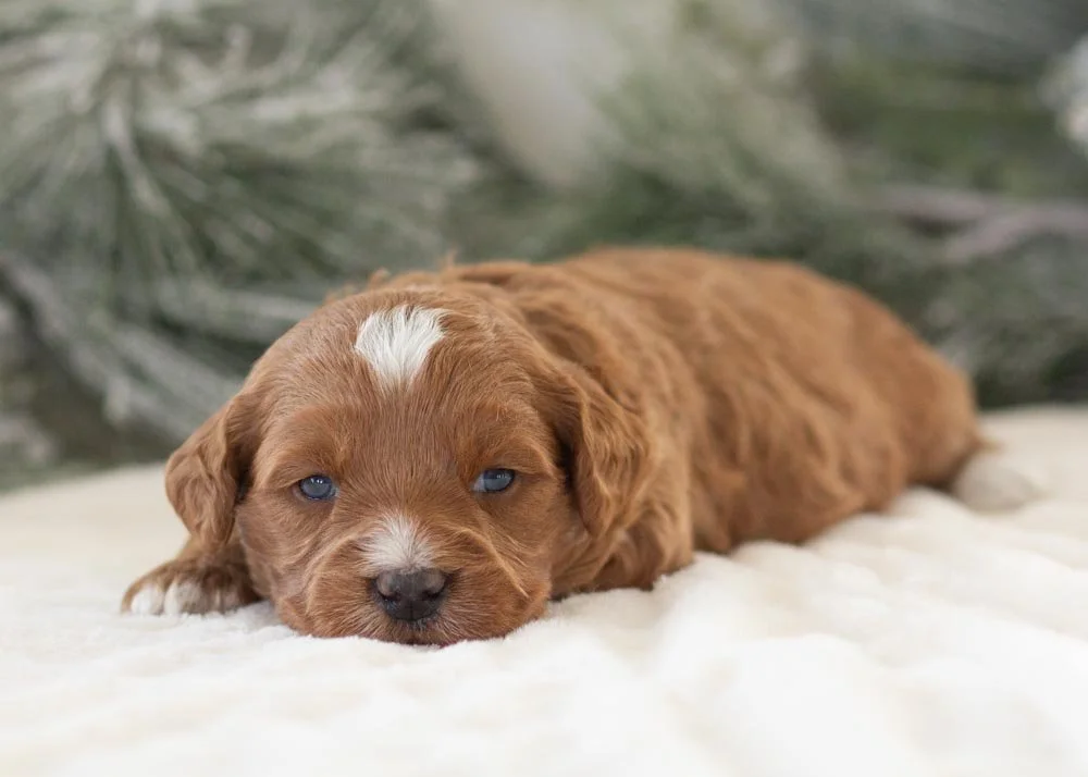 Anna goldendoodle for sale(3).jpg