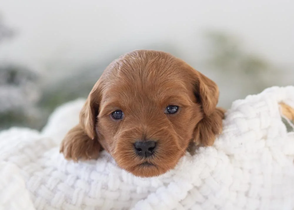 Ashley goldendoodle for sale.jpg