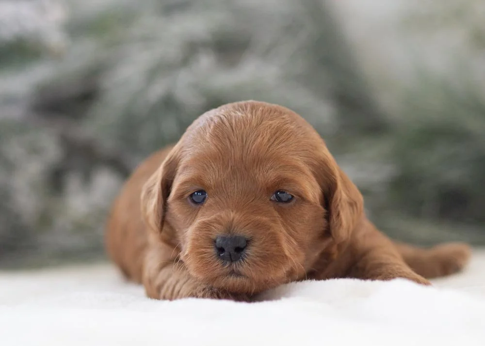 Ashley goldendoodle for sale(2).jpg