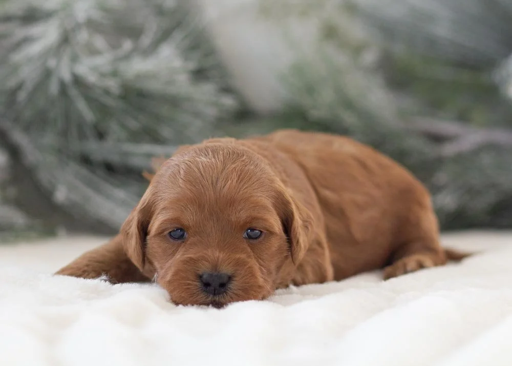 Ashley goldendoodle for sale(3).jpg