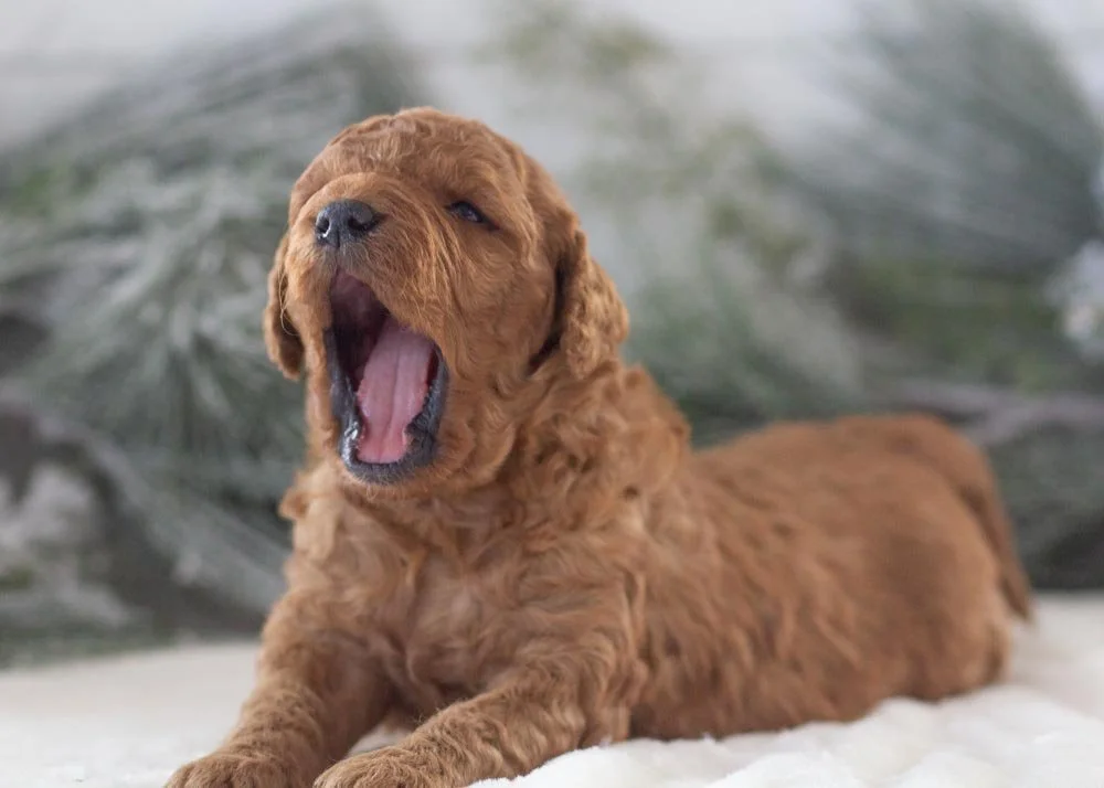Ava goldendoodle for sale(2).jpg