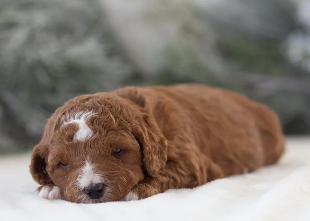Adam goldendoodle for sale(1).jpg