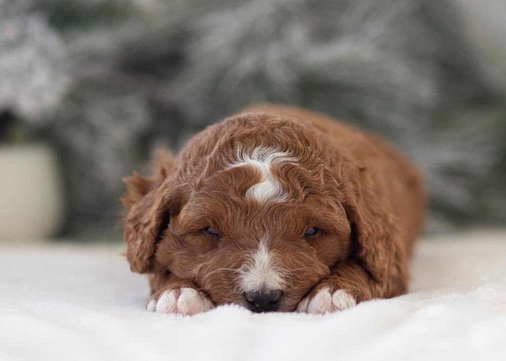 Adam goldendoodle for sale(2).jpg