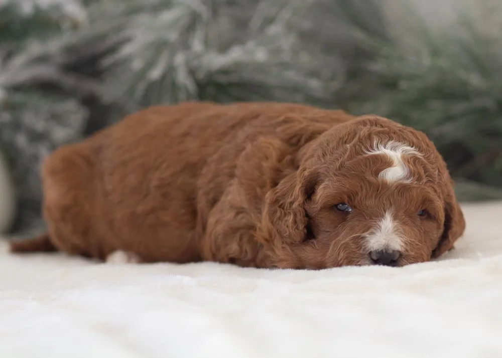 Adam goldendoodle for sale(3).jpg
